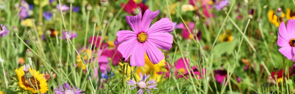 Blumenwiese